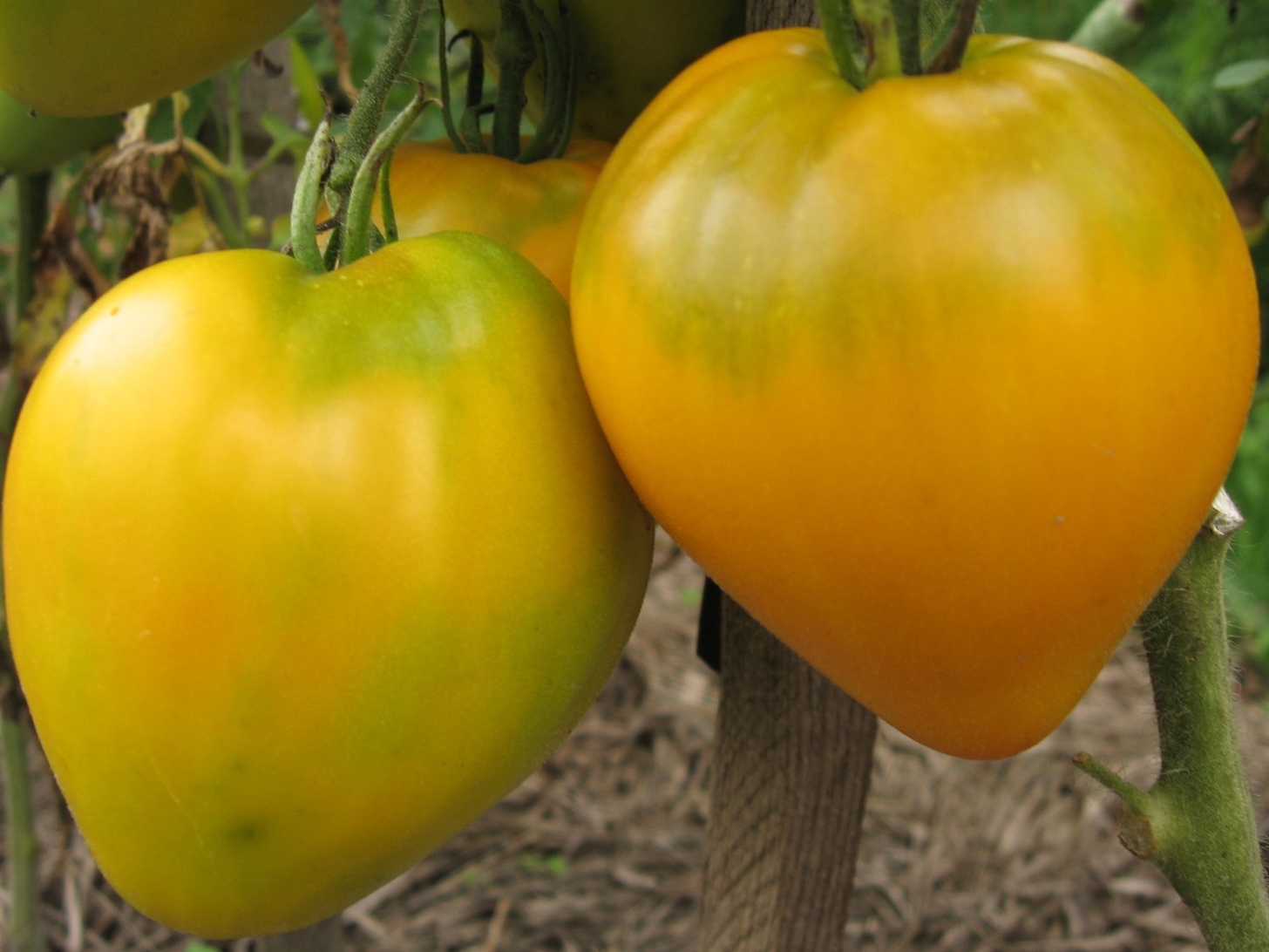 сорта желтых томатов с фото и описанием
